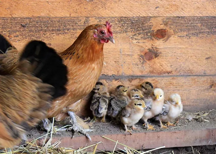 Domaine Des Lilas Bed & Breakfast 3*