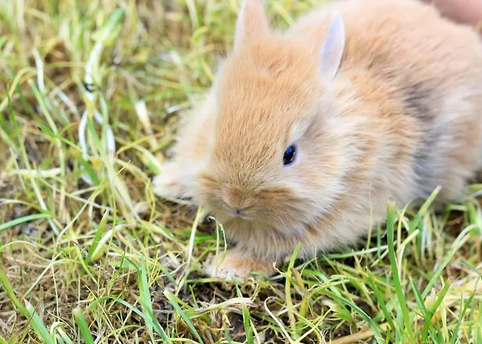 Domaine Des Lilas 3*